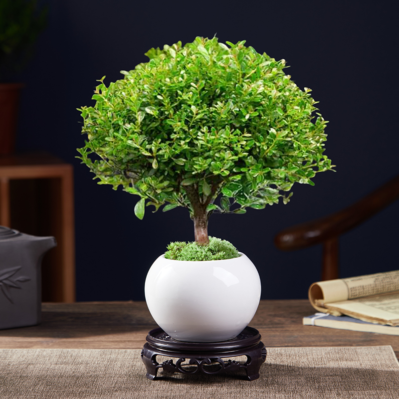 A급 고품질 작은잎 피비 + 백옥 원형 도자기 냄비 + 원형 바닥 지지대 + 이끼 + 비료