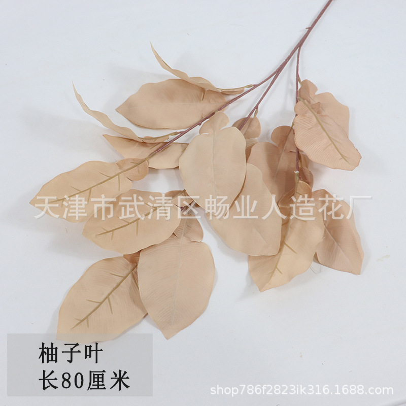 Feuilles de pamplemousse