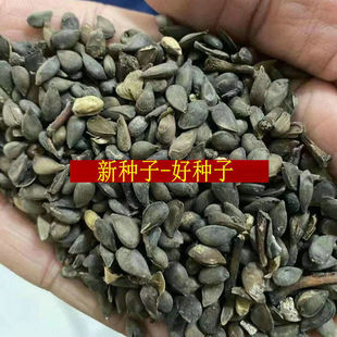 �O���N�ӹ������O����N�Ӽ޽Ӽt��ʿ����O������ɽ���������