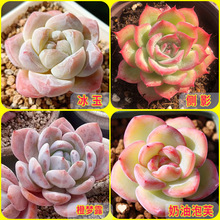 多肉植物新手大颗可爱多肉盆超萌室内防辐射绿植花卉易养活组合