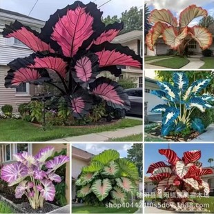 [Cross-Border Supply] Colored Taro Seeds Mixed Color Caladium Large Leaf Taro Courtyard Four-Season Foliage Flower Plant Seeds