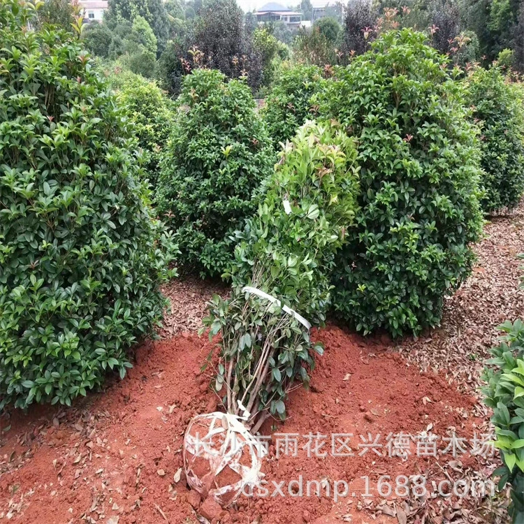 Оптовая продажа кустарникового османтуса Хунань, низкораскидистого, цветущего в течение всего года, морозостойкого, саженцев для зеленения.