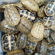 ��������ך���Ȼ�����������דu�����Ը��װѼ�������������ռ