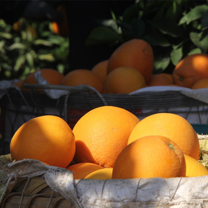 自家果园》江西正宗赣南脐橙现摘现发应季水果孕妇宝宝手剥甜橙子