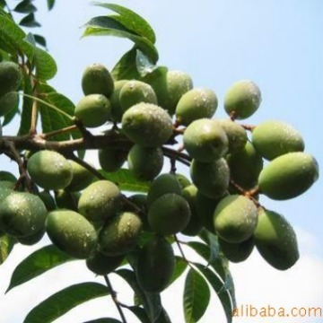 供应橄榄油 olive oil  CAS 8001-25-0