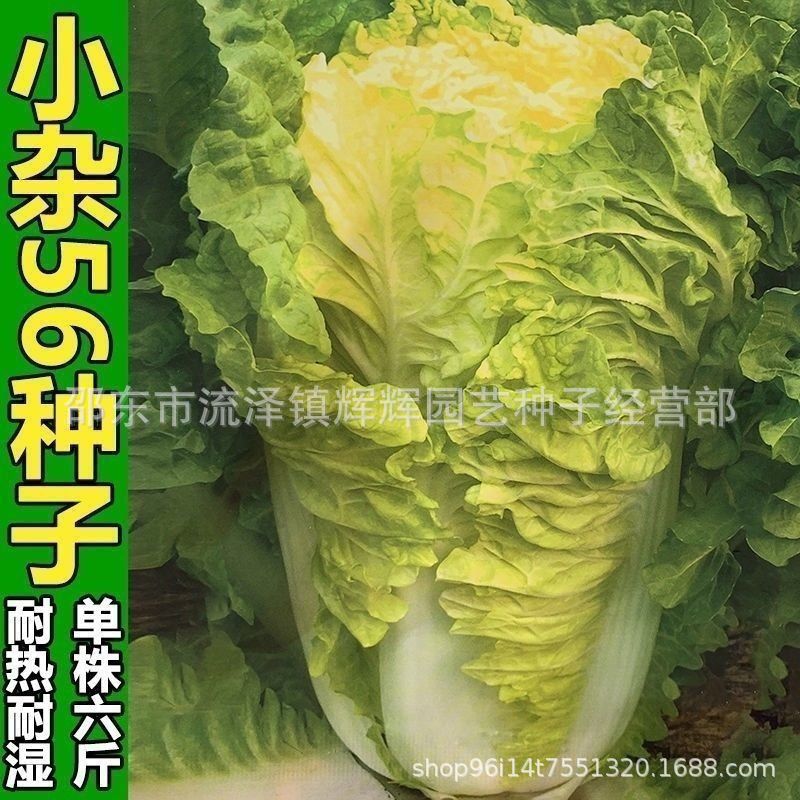 北京小杂56早熟黄心大白菜种籽春夏秋包心白菜种高产抗病蔬菜种子