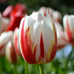 Wholesale Tulip Bulbs, Park Greening Tulip Seeds, Flower Plants, North and South, Can Be Potted and Easy to Live