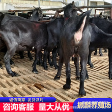 �������к�ɽ���Bֳ��ɽ���������һֻ��ɽ����B��