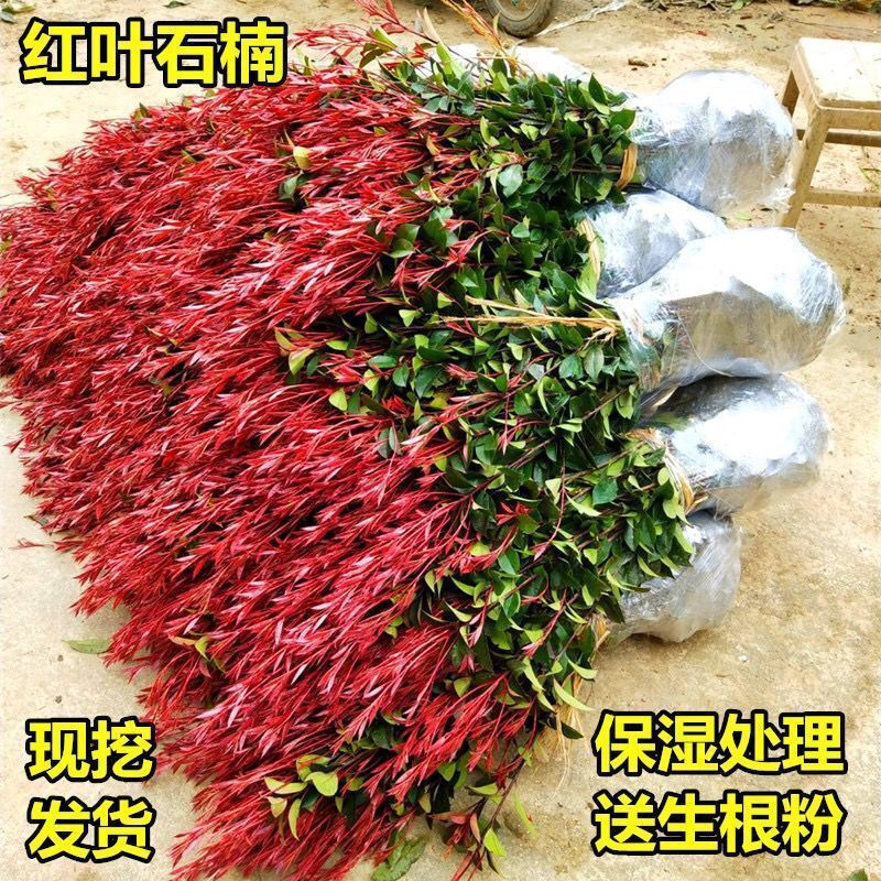 树苗庭院罗宾红叶石楠四季常青绿化苗木红石兰篱笆苗绿化苗
