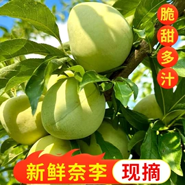 菠萝蜜;李子/布林