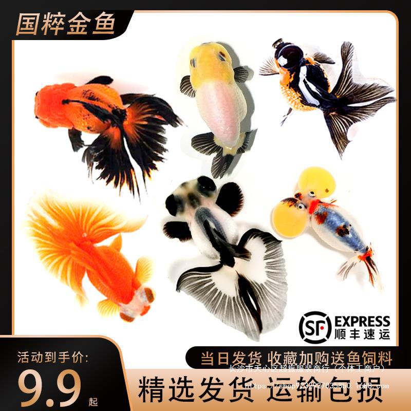 包活金鱼活鱼观赏鱼小型淡水好养冷水鱼鱼苗新手小金鱼兰寿锦批发
