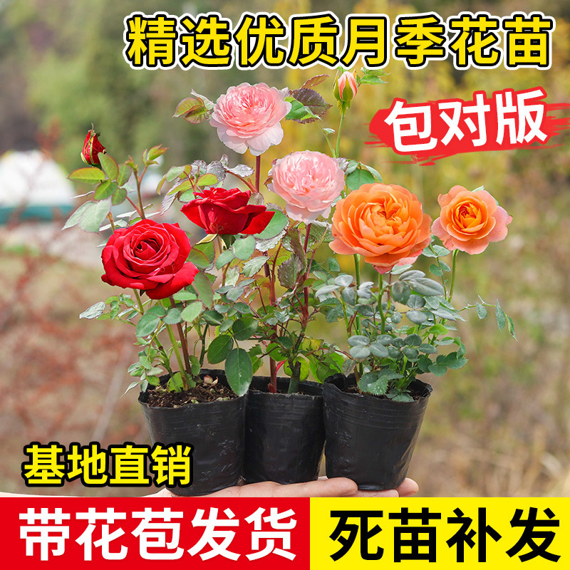 四季咲きのバラの花苗、特大の花つる苗、屋内外のバルコニー鉢植えバラ|undefined