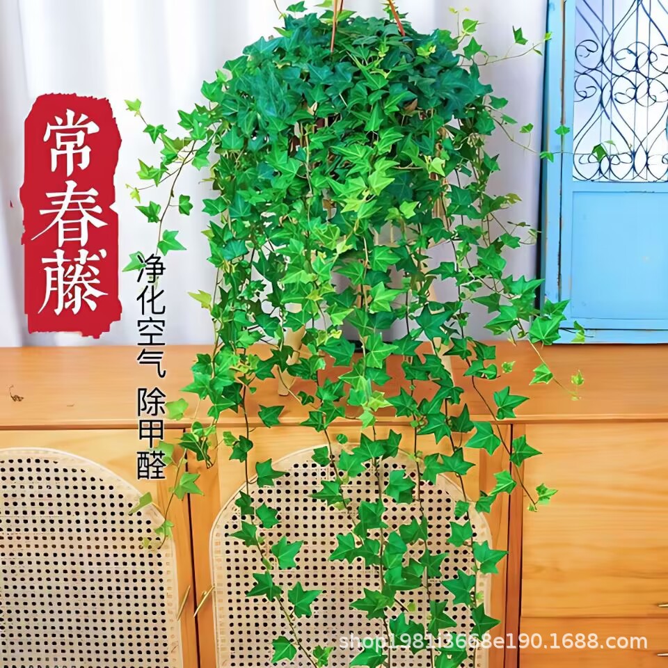 常春藤吊篮四季常青好养 长藤盆栽客厅阳台办公室 净化空气除甲醛