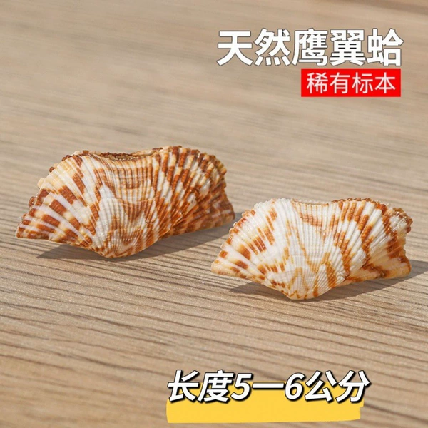 Eagle wing clam 5-6 cm 8 pieces