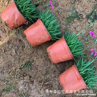 �Wʯ���� С�^��·�G���ÚWʯ����ľ �������l�໨ɫ�Wʯ��