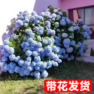 Hydrangea Seedlings Potted Indoor Balcony Courtyard Plants Bloom Florals in All Seasons Endless Summer with Buds Cold-Resistant Old Pile Show