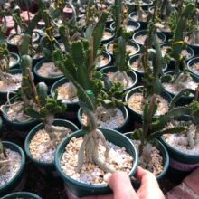 �w�� ����ֱ�N�K��ֲ��