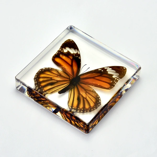 7.5 Square Bookstore (15mm Thin Thin Model) Tiger Butterfly