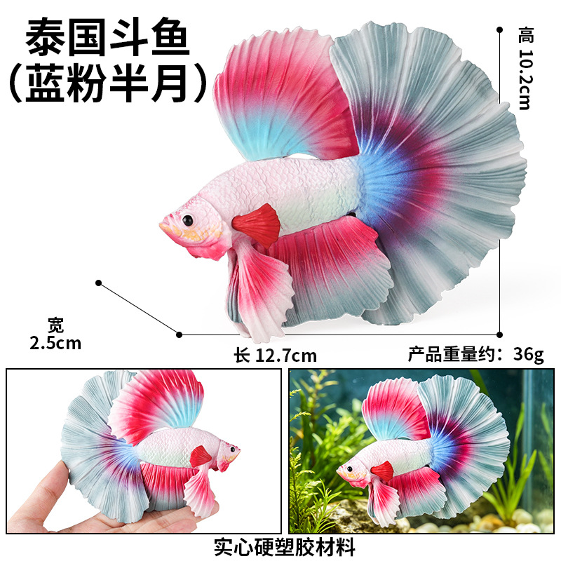3860 Betta tailandesa (media luna rosa azul)