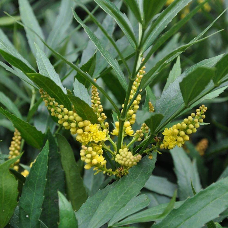 Топ-10 премиальных саженцев для садоводства, тонколистные саженцы топ-10, полная спецификация, скидки на большие объемы