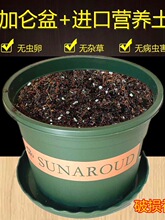 花盆加营养土带土树脂加仑盆和泥土塑料种球绿植花卉月季多肉专用