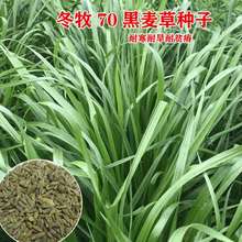 70ݷNMıw~ﶬݷNBֳͺ߮a