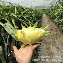 无刺燕窝果嫁接火龙果黄皮白肉火龙果苗庭院盆栽地栽四季当年结果