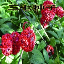 ���߷N�� ��ɽ�������߷N��������߷N�����F��ș�ķN��