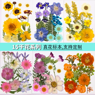 干花diy材料真花天然干花植物标本幼儿园手工贴画压花贴脸装饰花