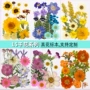 压花天然幼儿园手工真花