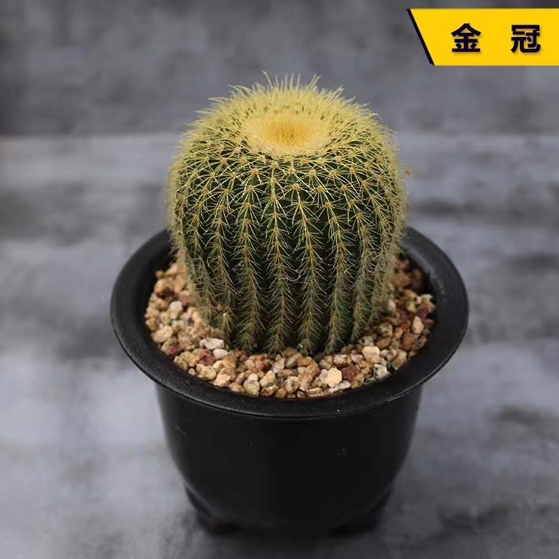 골든크라운 5cm (뿌리가 벗겨진 상태로 배송)