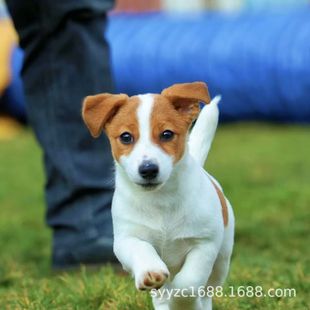 ���N�ܿ��_�ع���Ȯ���wС��Ȯ��ëС���Ѿ�Ȯ�S��ɫƽë��ë��