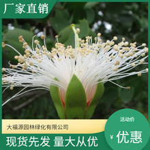 ���������l����ɣ�� С���� ���@�G�������� ����ă� Ҏ���Rȫ