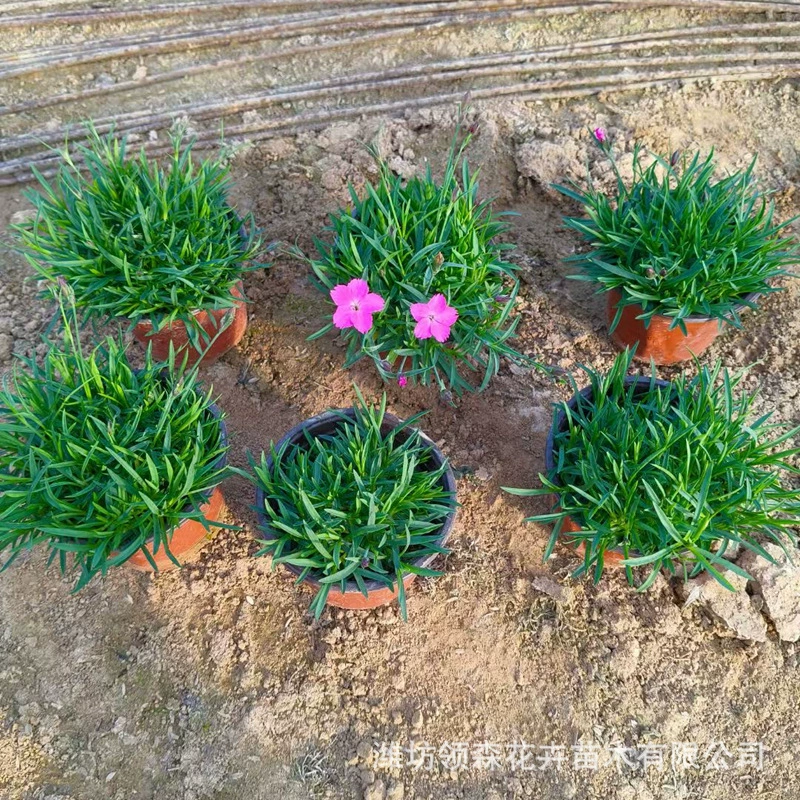 Высококачественные цветы травы европейского каменного кресса оптом, морозостойкие многолетние цветы в чашечках, рассада оптом, садовые и парковые цветы и растения.