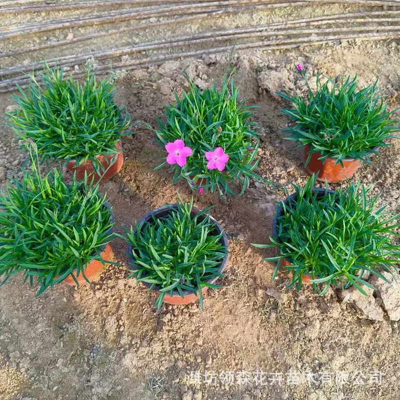 优质草花欧石竹批发 耐寒宿根花卉杯苗批发 花园公园工程花草