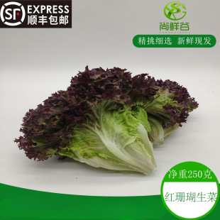 ���r�t�~���� �t�~�n�� �tɺ������ ���~ �të�t߅����Ԫ/250g