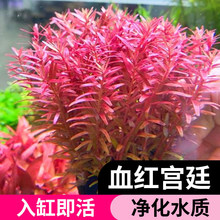 �t�m͢ˮ��ֲ���~���쾰�������Bȫ���B�~��ˮ��ֲ����~���B�Gֲ