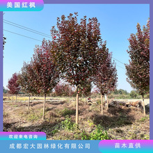 �����t��Ʒ�N�������t�c�t���Rȫ���нֵ��G���L���t�����ľ