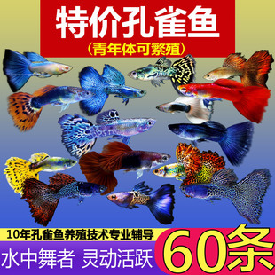 �����x�� ���F��ȸ�^�p�~�Pβ�~�ᎧС�͵�ˮ��ˮ���B�ͻ���~��
