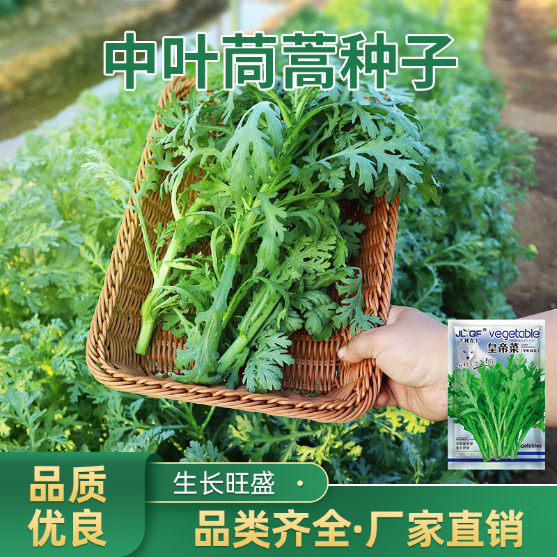 皇帝菜中叶茼蒿菜种子菜园蔬菜四季盆栽香味浓茼蒿农家蔬菜皇帝菜