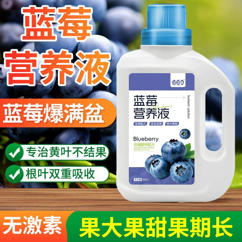 Черника Специальный питательный раствор Ягода Выращивание особого питательного удобрения