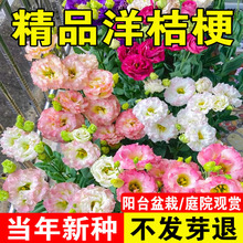 �M���ذ���۹����N�ѻ�ɫ�ļ����N�_���׻�ܷN�����҃��⻨��