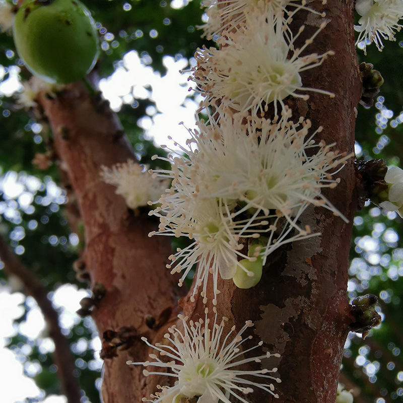 嘉宝果树苗沙巴四季早生台湾树葡萄苗盆地栽南北种植果树当年结果