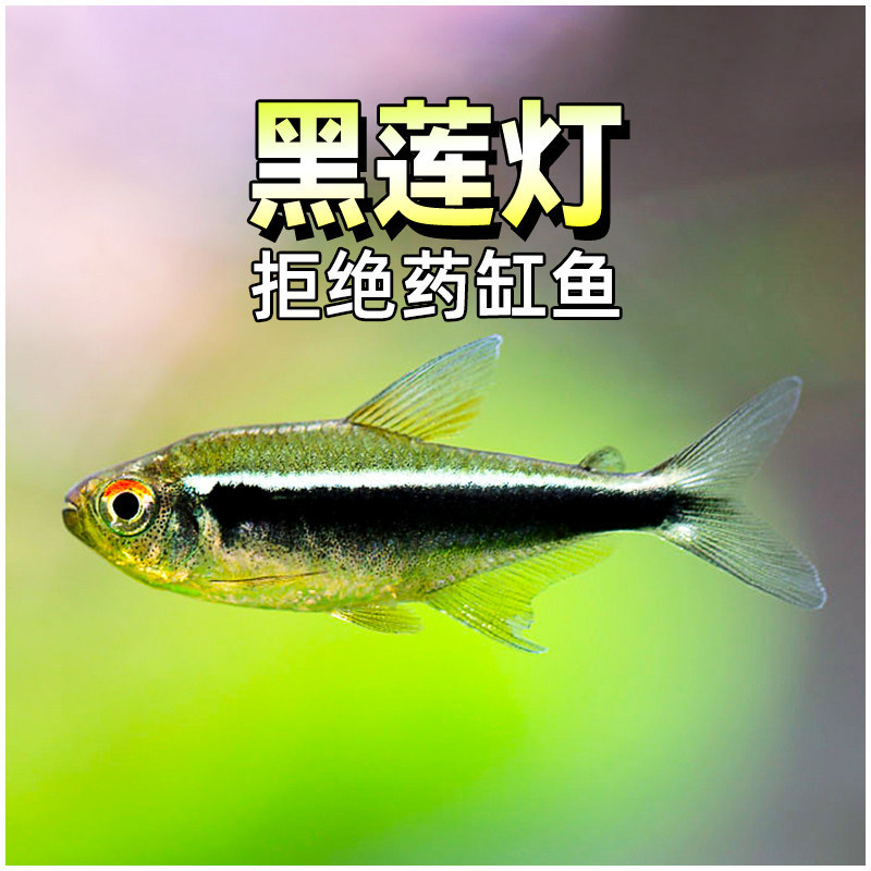 Black Lotus Lanternfish, Black Light Tube, Small Ornamental Fish, Aquatic Plant Tank, Black Lanternfish Species, Live Freshwater Group-Swimming Neon Fish, Live Tropical Fish Black Lotus Lanternfish, Black Light Tube, Small Ornamental Fish, Aquatic Plant Tank, Black Lanternfish Species, Live Freshwater Group-Swimming Neon Fish, Live Tropical Fish