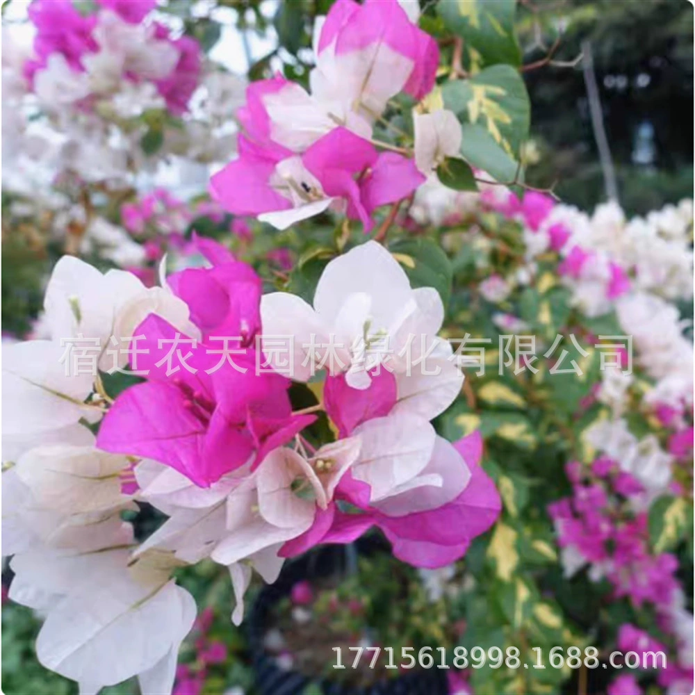 Двойной лепесток Красного бугенвиллеи новый сорт декоративных саженцев сливы с цветочным растением зеленого цвета вишни в четыре сезона