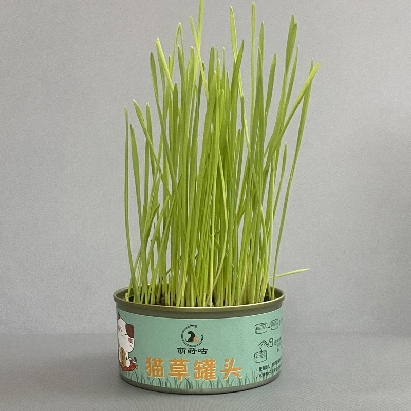 grano de gato semilla de trigo en maceta caja de cultivo de suelo bandeja de cultivo de plántulas gato perezoso menta gatos pequeños productos de bocadillos de grano de lana