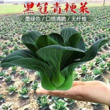���~�K�����Ͳ˷N�Ӵ�ȫС�׺����Ϻ����߲����ļ��ﶬ���N���r��