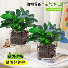 金钻盆栽植物铂金钻绿萝箩水培大叶绿植多肉办公室内懒人好养花卉