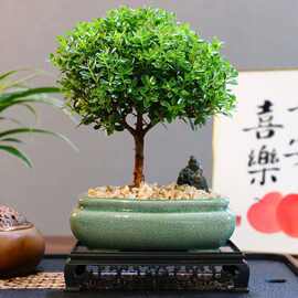 造景禅意小叶赤楠老桩盆栽盆景迷你植物室内花卉办公室桌面绿植