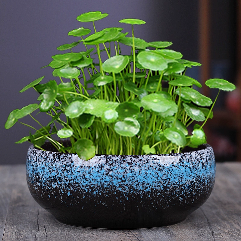 Непористый большой нарцисс цветочный горшок